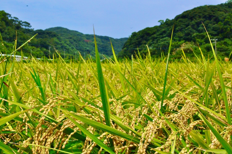 世界遺産「宗像大島」日本酒プロジェクト3