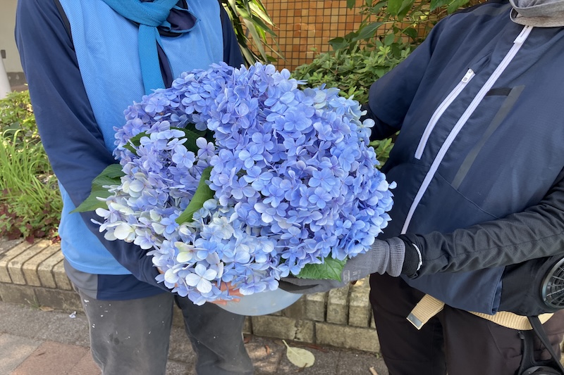 切り花で繋がりのきっかけ作り（アジサイやサクラなど）2